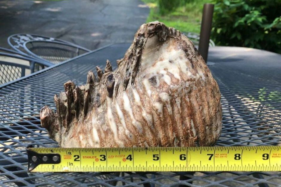 Ohio: a woolly mammoth tooth